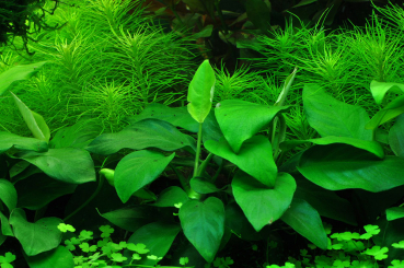 Anubias barteri var. nana 'Large' - Zwergspeerblatt 'Large'